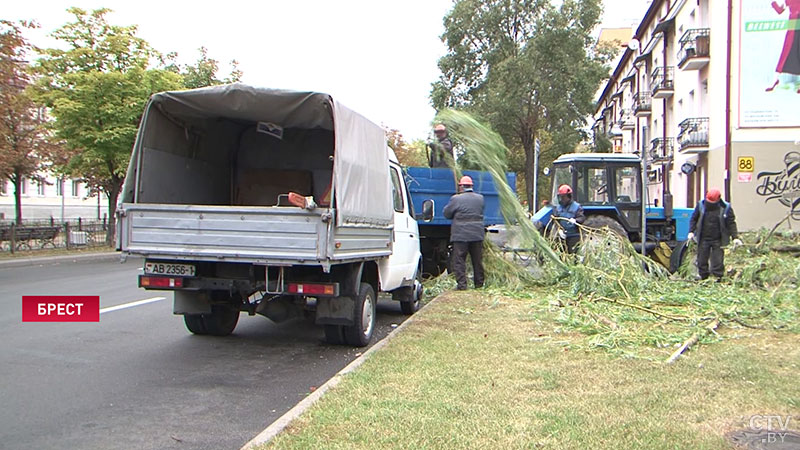 В Бресте ночью сильный ветер валил деревья на автомобили -8