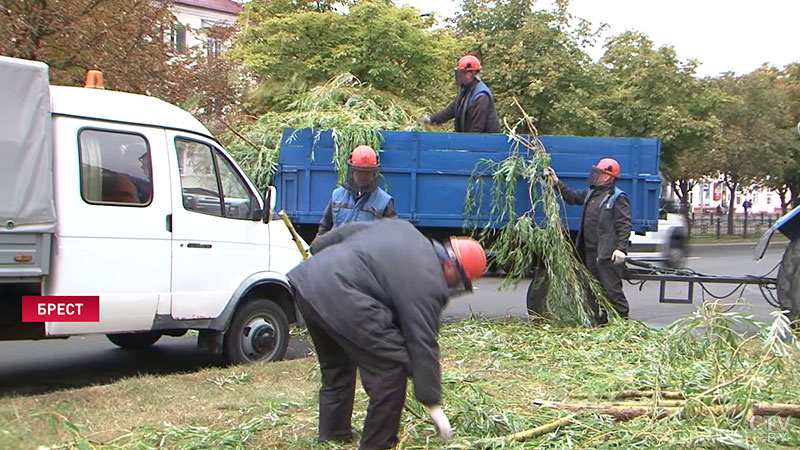 В Бресте ночью сильный ветер валил деревья на автомобили -6