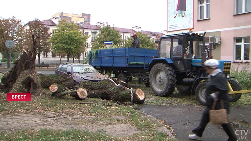 В Бресте ночью сильный ветер валил деревья на автомобили -4