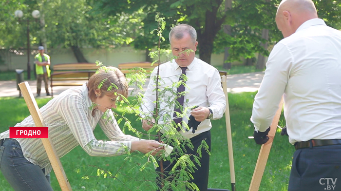 «Будет расти здесь порядка 600 лет». Дерево-ровесник динозавров высадили в парке Гродно-1