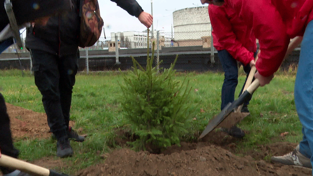 В Беларуси пройдёт акция по озеленению – высадят более 143 тысяч деревьев