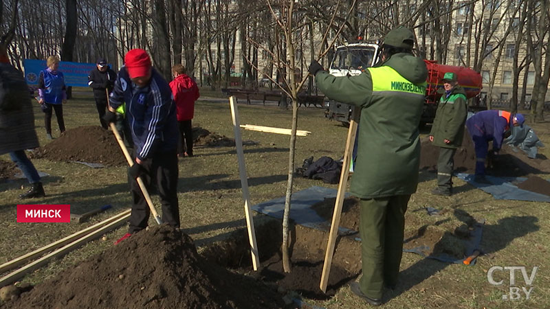 В Минске возле Большого театра оперы и балета высадили аллею из клёнов -1