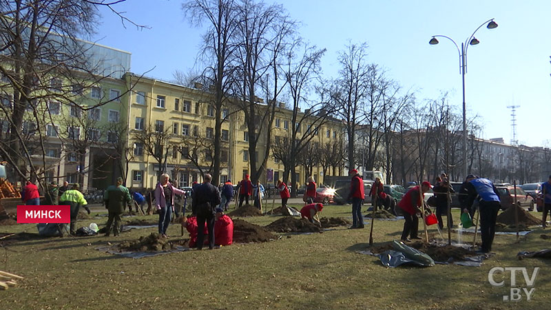 В Минске возле Большого театра оперы и балета высадили аллею из клёнов -10