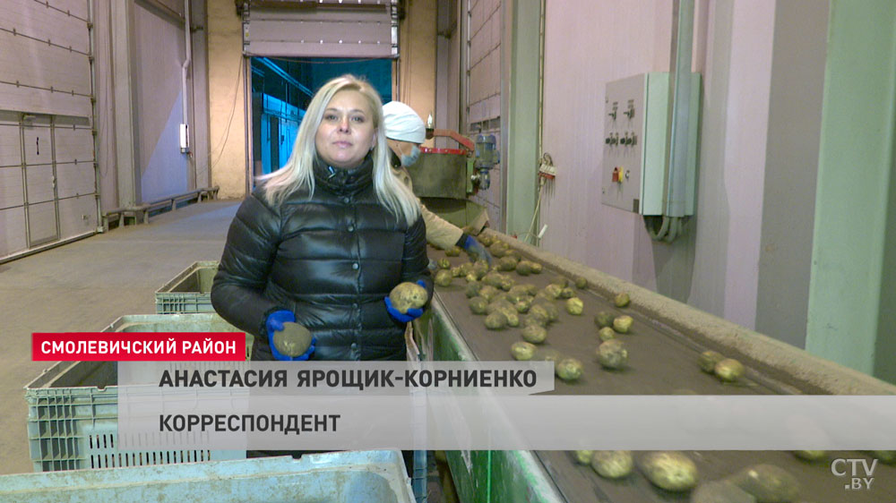 Директор «Озерицкого-Агро»: дефицита картофеля быть не может, потому что у нас хороший урожай-1