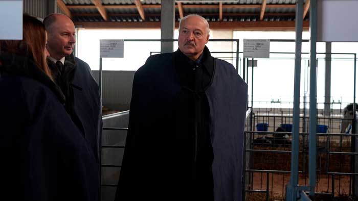 Для меня это ребенок! Лукашенко призвал «по-человечески» относиться к телятам