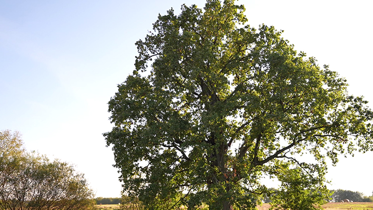 Есть заветное желание? Мечты исполняются у 500-летнего дуба в агроусадьбе в Петревичах!