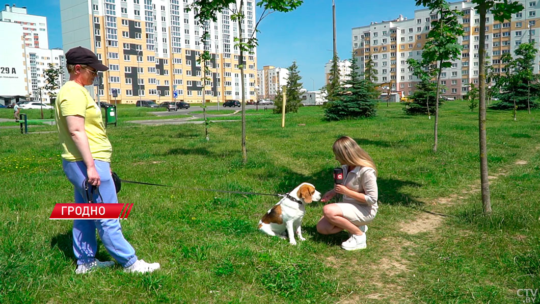 Высказался даже Президент! В Гродно возбуждено дело по факту жестокого обращения с собакой-2