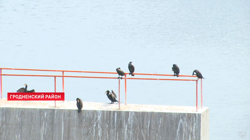 Морские бакланы поселились на гродненских водоёмах-2