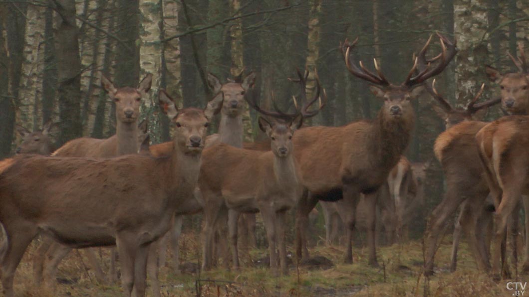 Ноябрь в Беларуси объявлен месяцем охотничьего туризма-2