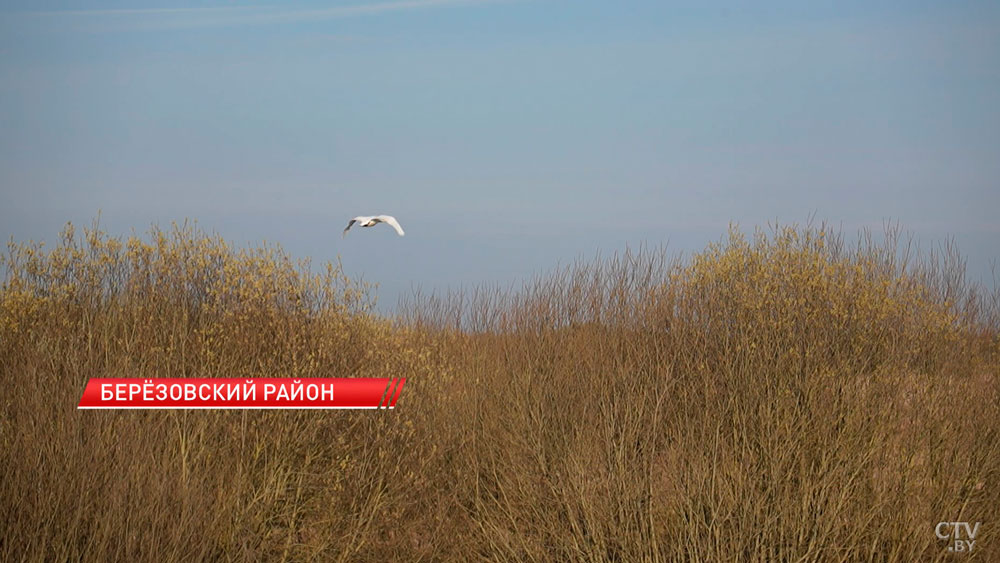 Обновленное издание Красной книги представили в Беларуси-8
