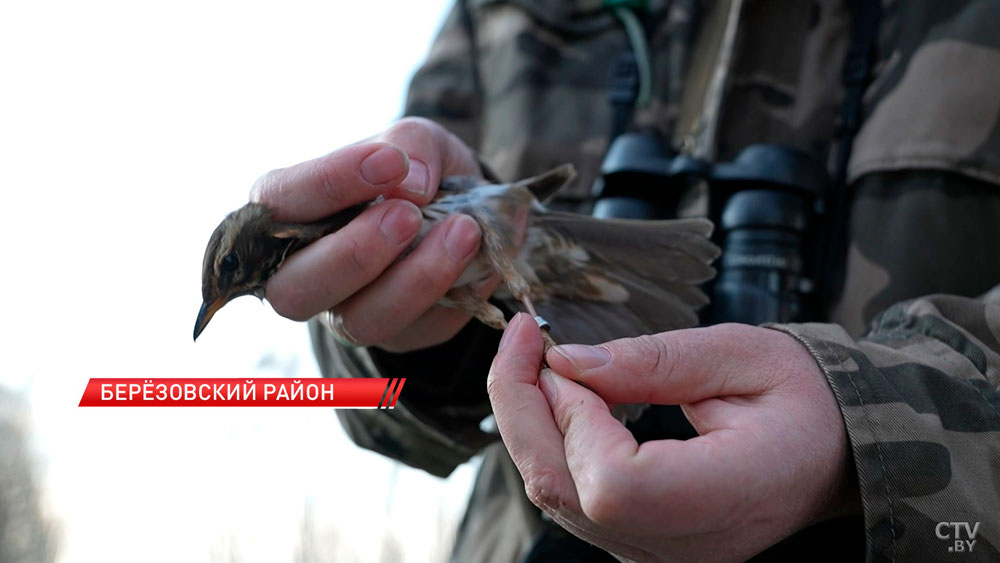 Обновленное издание Красной книги представили в Беларуси-6