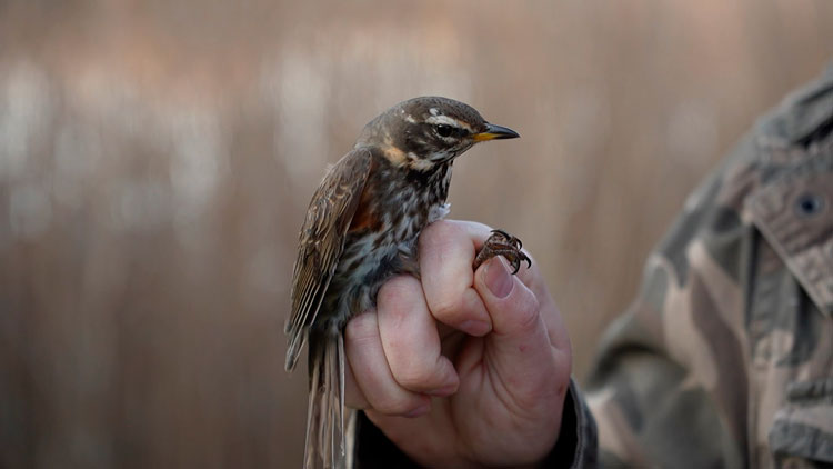 Обновленное издание Красной книги представили в Беларуси Обновленное издание Красной книги представили в Беларуси