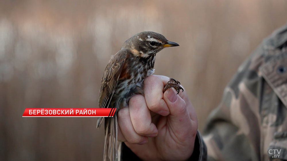 Обновленное издание Красной книги представили в Беларуси-2