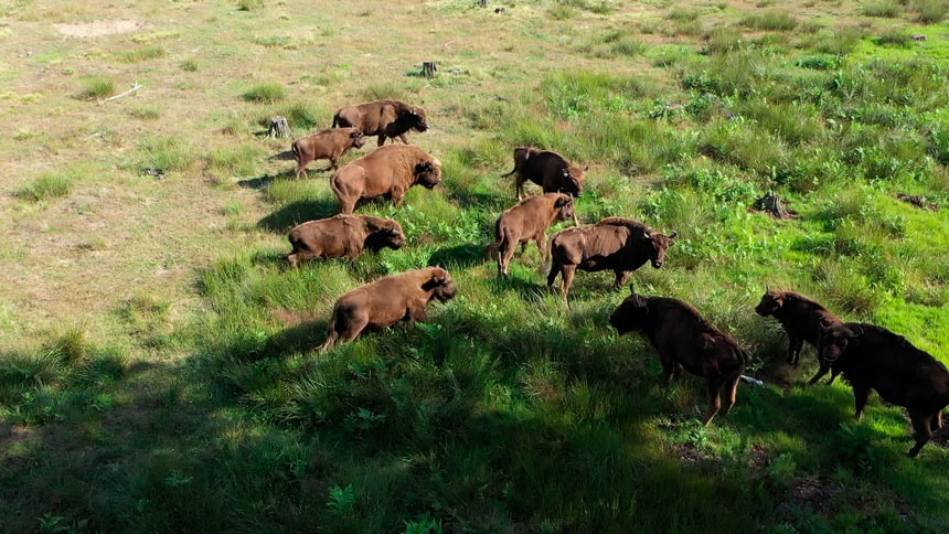 784 особи – учет зубров провели в Беловежской пуще