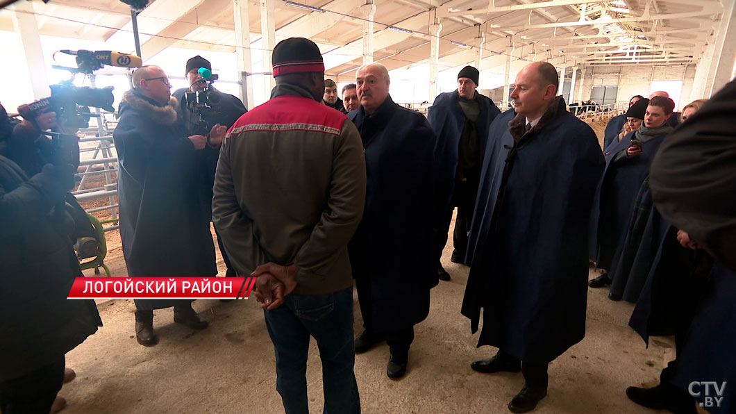 Лукашенко оценил условия содержания телят! Подробности рабочей поездки в Логойский район-4