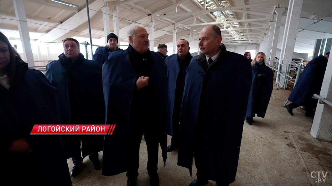 Лукашенко оценил условия содержания телят! Подробности рабочей поездки в Логойский район-6