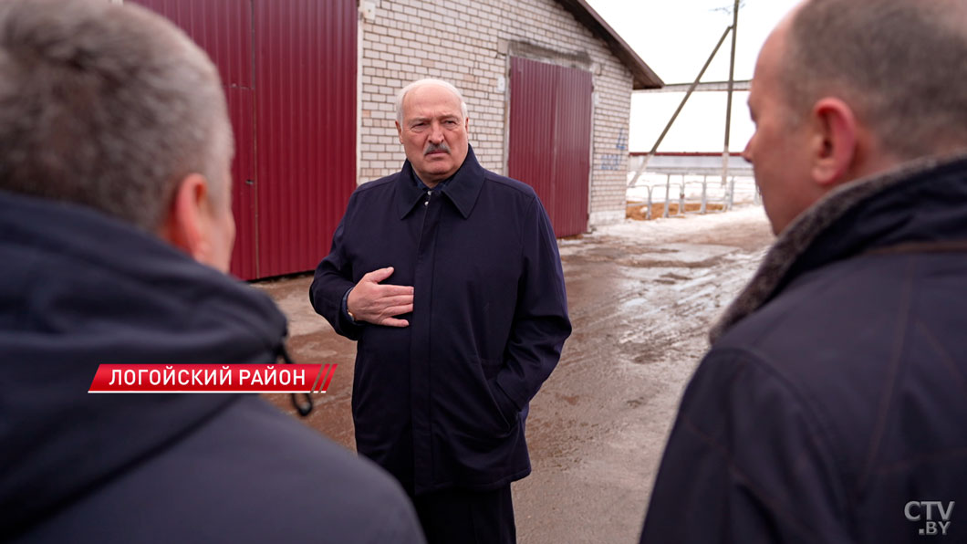 Лукашенко: «Такого быть не должно!» Президент нагрянул на ферму с неожиданной проверкой-4