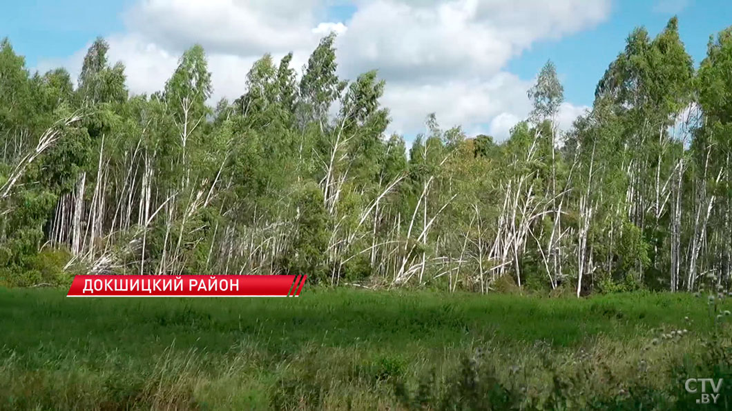 Бурелом под Бегомлем: как спасают поврежденный ураганом лесной массив-2