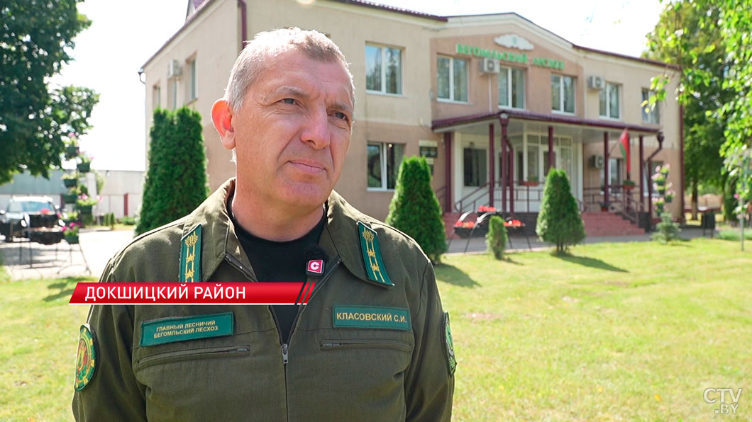 Бурелом под Бегомлем: как спасают поврежденный ураганом лесной массив-4