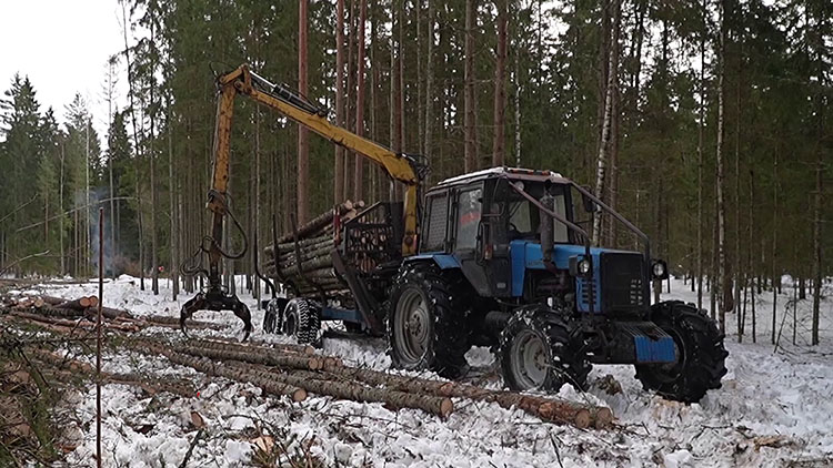 Дело всей жизни! Как трудится лучший лесничий Беларуси в Ушачском лесхозе?