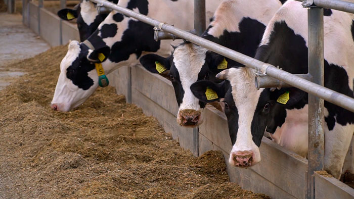 Крутой о работе АПК Витебщины: этот клубок проблем и долгов очень беспокоит Президента