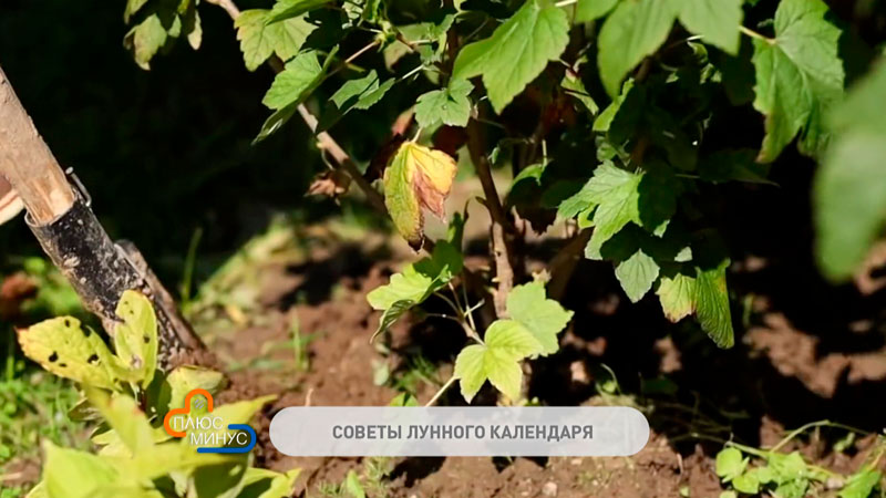 Лунный календарь для огородника на середину сентября-2