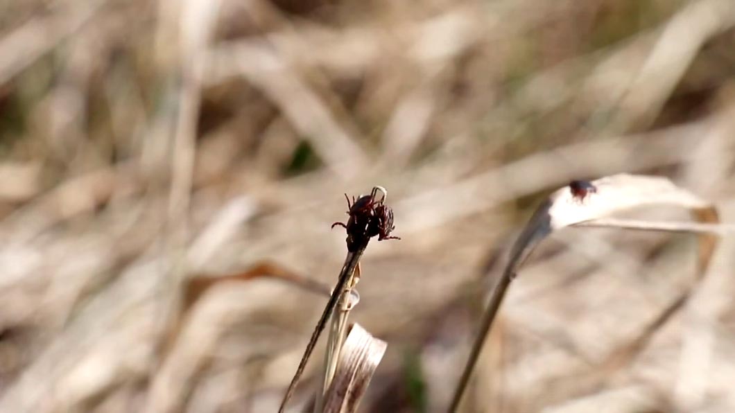 Что делать, если укусил клещ? Пошаговый алгоритм действий от специалистов