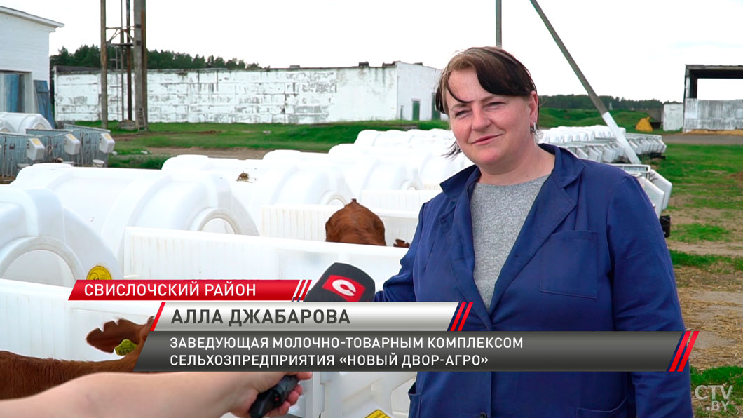 Эта порода коров не уступает зарубежным! Где можно взглянуть на новые достижения аграриев?-4