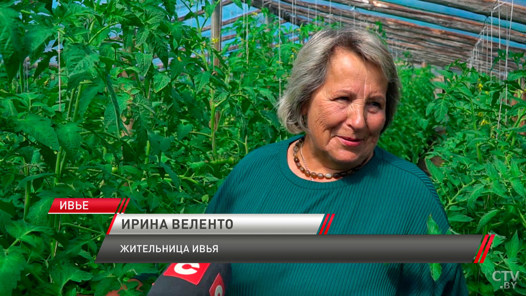 В Беларуси готовятся выращивать космические помидоры! Рассказываем о необычном исследовании -6