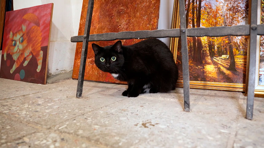 Коты охраняют галерею! Как живут пушистые друзья в мини-эрмитаже в Гродно?