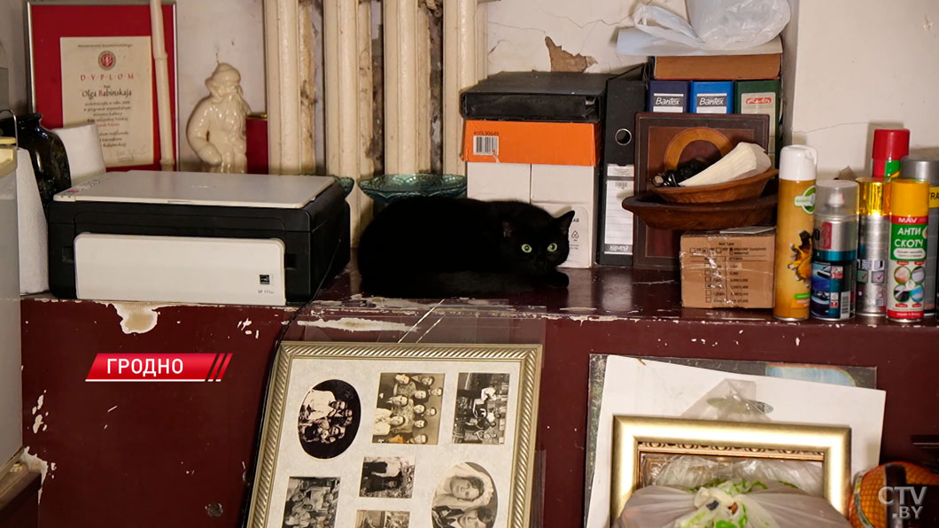 как музейные коты стали