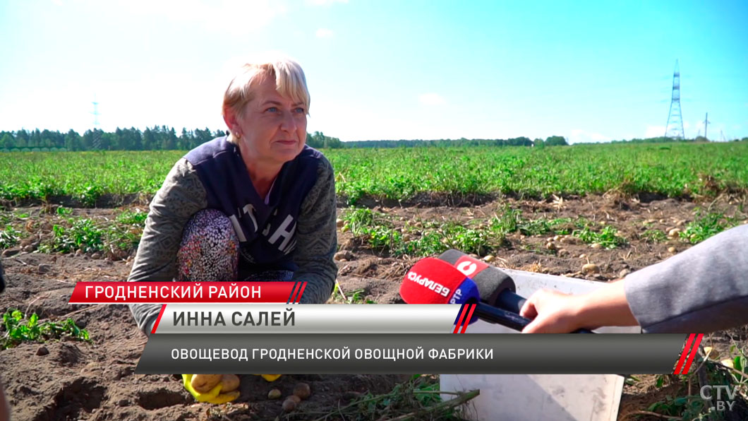 В Беларуси стартовал сезон картофеля. Каким будет урожай в этом году?-4