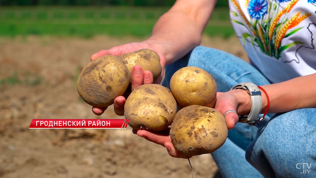 В Беларуси стартовал сезон картофеля. Каким будет урожай в этом году?-6