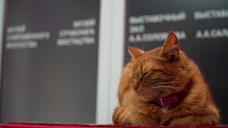 Кошка стала сотрудником Витебского музея современного искусства Кошка стала сотрудником Витебского музея современного искусства