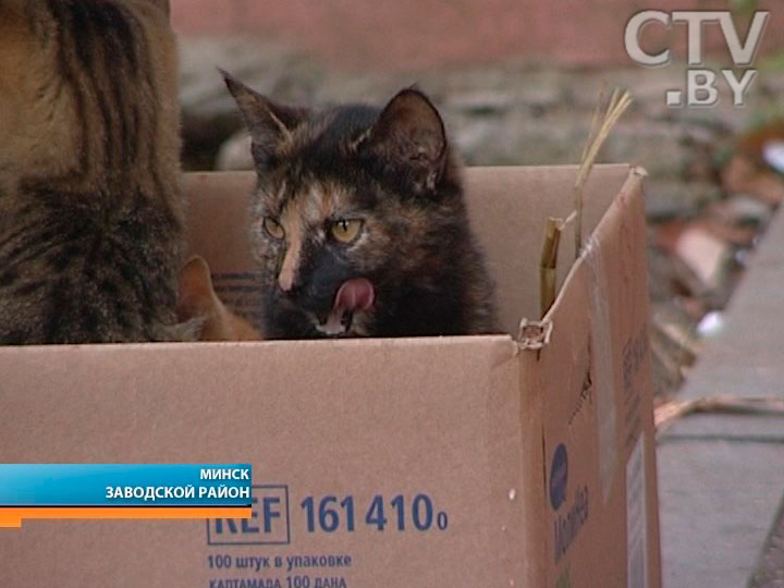 Коттедж для котов: в Минске на Ташкентской улице позаботились о беспризорниках