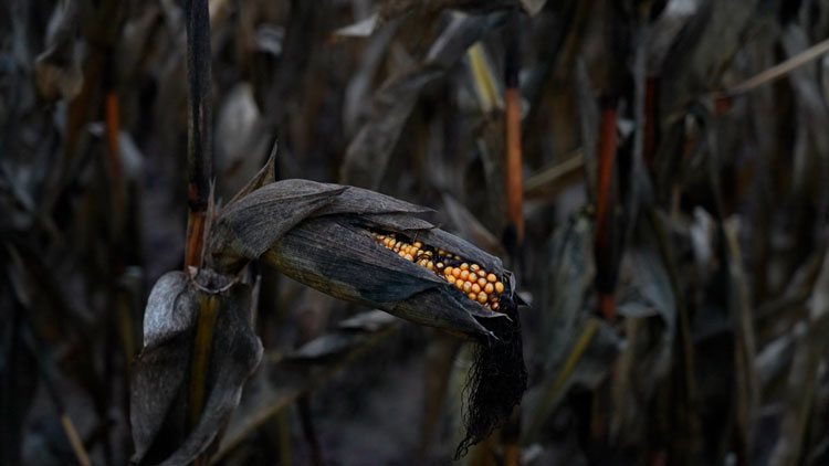 Все початки уже с плесенью! Под Дзержинском до сих пор стоит поле кукурузы – в чём причина? Все початки уже с плесенью! Под Дзержинском до сих пор стоит поле кукурузы – в чём причина?