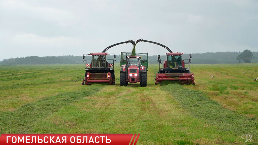 Не менее 1,1 млн тонн зерновых колосовых планируют получить аграрии Гомельской области-4