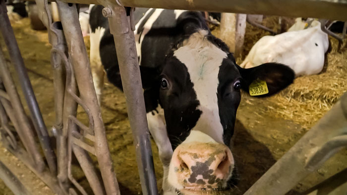 Абсолютный рекорд страны по суточному удою от коровы установили в хозяйстве Брестской области