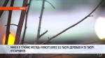 Минскзеленстрой готовится восстановить деревья после применения реагентов