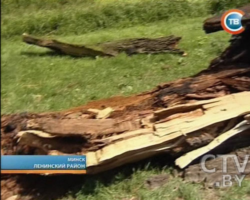 Погиб талисман Лошицкого парка в Минске – 400-летний заручальный дуб-9