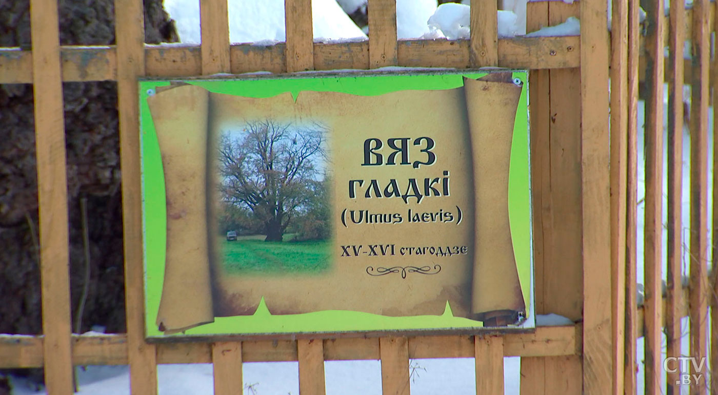 «Это самый старый вяз в нашей республике». Уникальное дерево растёт под Молодечно со времён ВКЛ-13