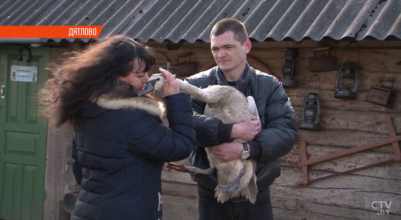 «Плакать буду, это точно». Неравнодушная семейная пара из Дятлово спасла раненого лебедя-9