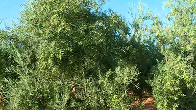В мире сократилось производство оливкового масла