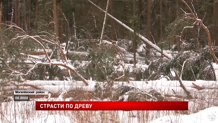 «Будут приезжать, просить, покупать». Повлияют ли санкции на экспорт белорусской древесины?-1