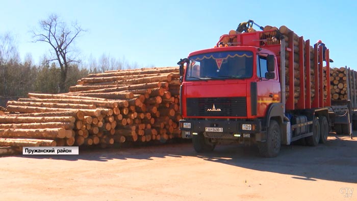 «Будут приезжать, просить, покупать». Повлияют ли санкции на экспорт белорусской древесины?-10