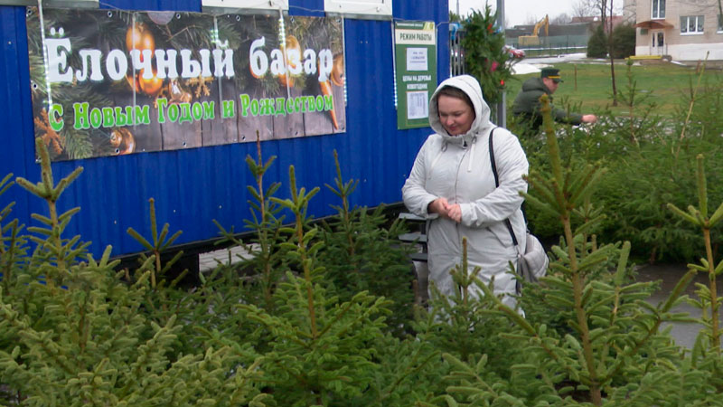 В Беларуси цена на новогоднюю ель стартует от 7 рублей