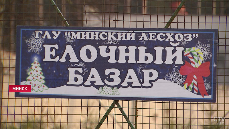 «Средние цены от 12 рублей». В Минске развернулись ёлочные базары-4