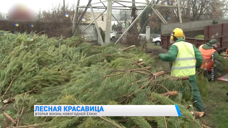 Посадить на участке или порадовать животных в зоопарке. Что можно сделать с новогодней ёлкой после праздников?-10