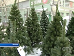Новый год-2018. Сколько будут стоить елки в Минске?