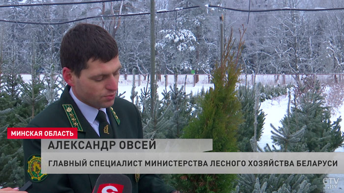 В лесхозах Беларуси начали заготавливать новогодние ёлки – цены обещают не менять-4